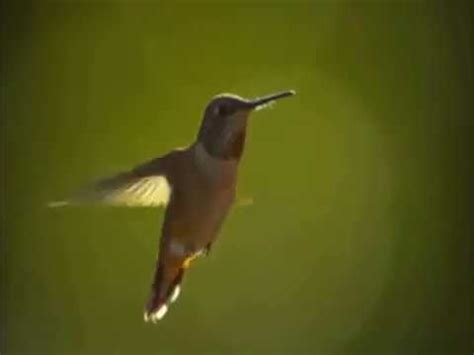 Pbs the spellbinding magic of hummingbirds